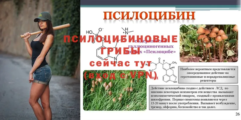 Галлюциногенные грибы Psilocybine cubensis  KRAKEN как зайти  Костомукша 